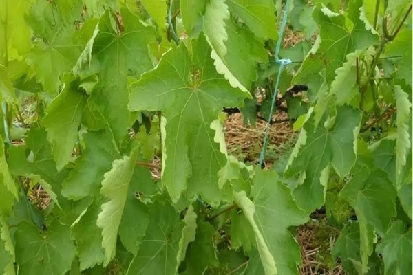 rolling leaves