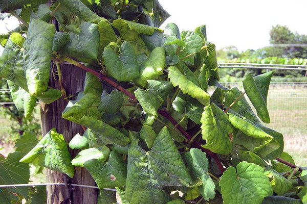 rolling leaves