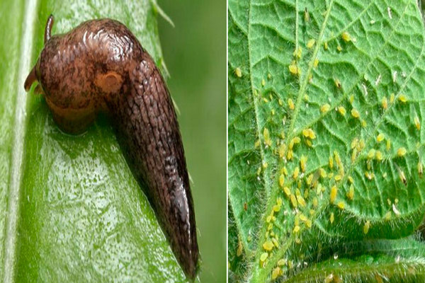 Eggplant pests slug