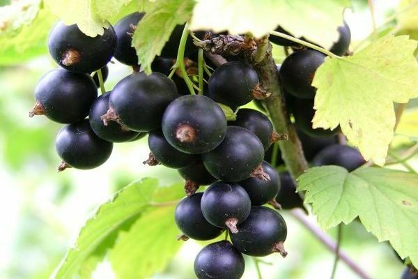 currant Raisin