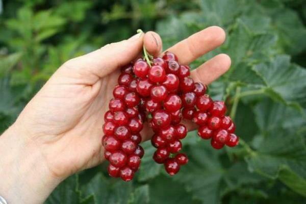 Currant Natalie: kung paano magtanim nang tama