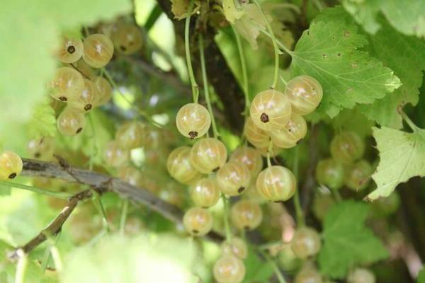 Versailles currant