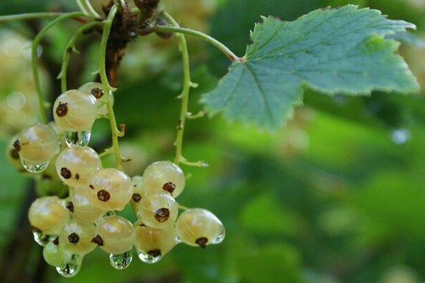 Versailles currant