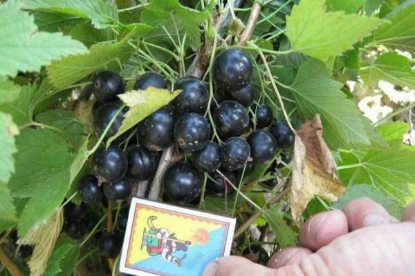 Currant Vigorous: general characteristics of the variety