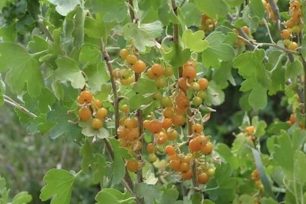 Golden currant: varieties, varieties