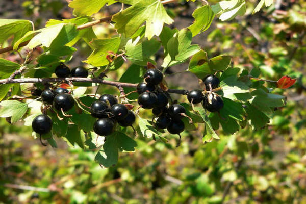 Golden currant: varieties, varieties