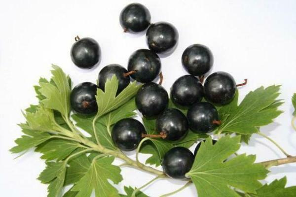 Golden currant: varieties, varieties