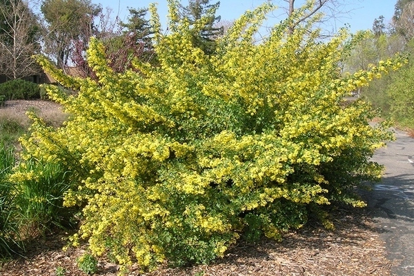 Golden currant: description of the features of the species