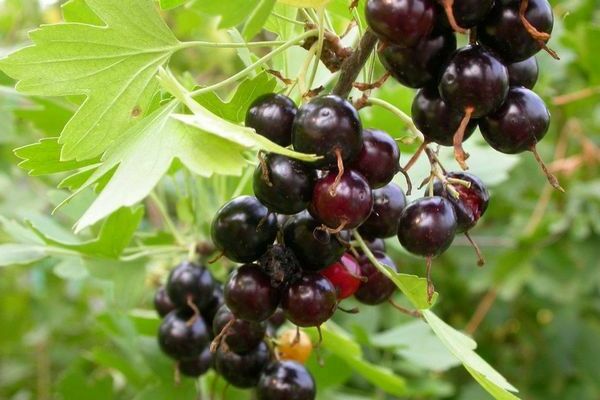 Golden currant: varieties, varieties