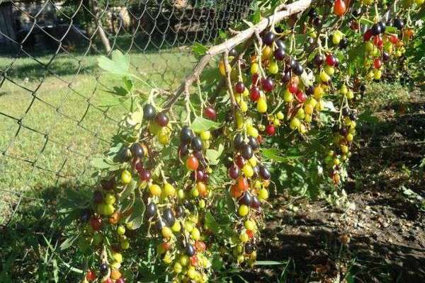 Golden currant: varieties, varieties