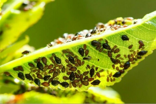 Soda laban sa aphids: paraan ng aplikasyon