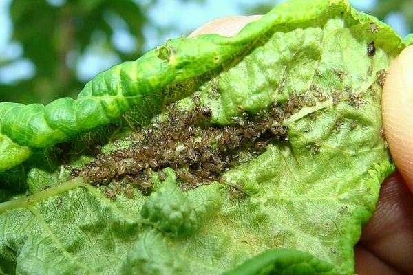 Aphid baking soda: recipes