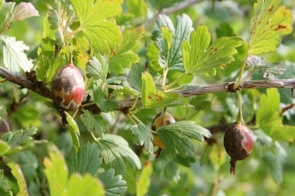 gooseberry dry sanga