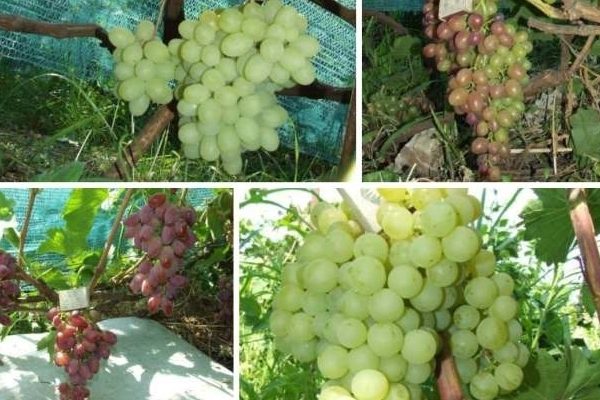 grape varieties + for the north