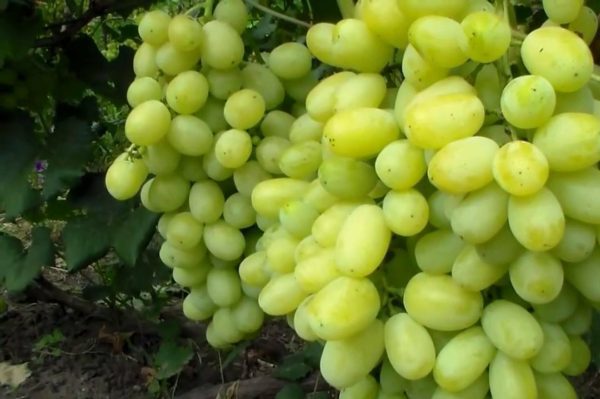 grape varieties