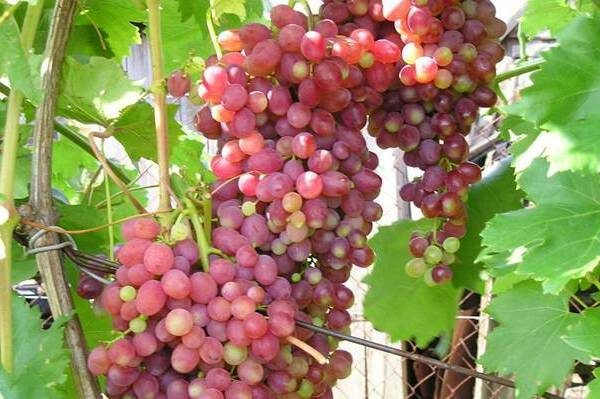 grape varieties