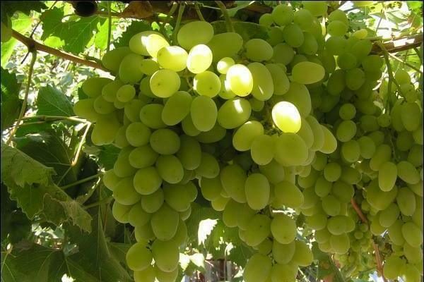 description of grape varieties