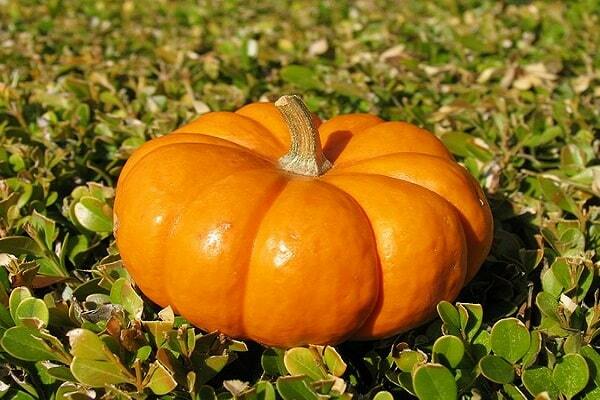 pumpkin varieties