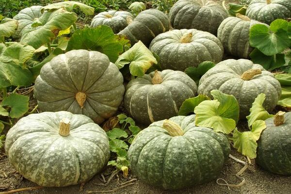 pumpkin varieties