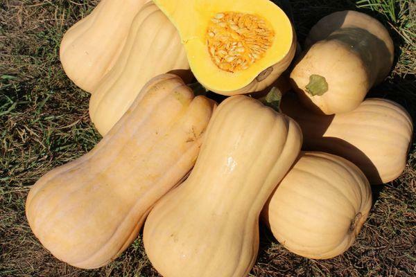 pumpkin varieties