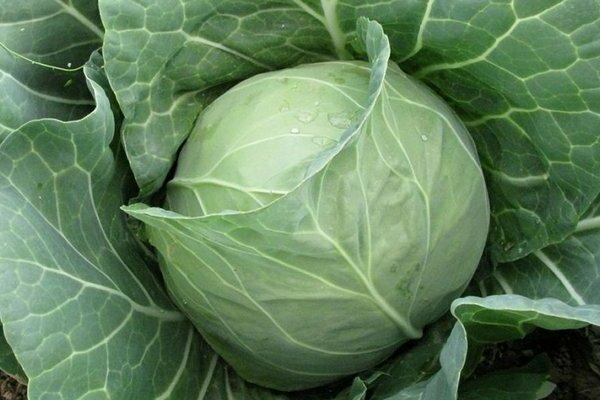 Cabbage varieties