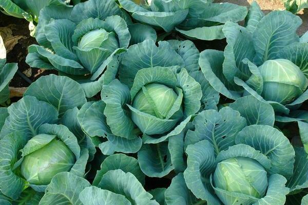 Cabbage varieties