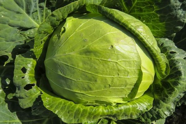 Sibiryachka cabbage varieties