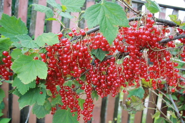 red currant description of varieties