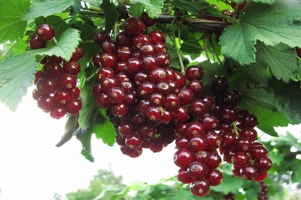 red currant varieties reviews