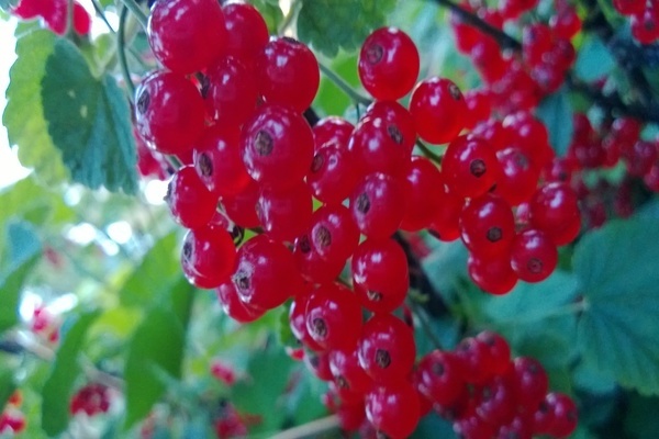 Rote Johannisbeersorten Foto