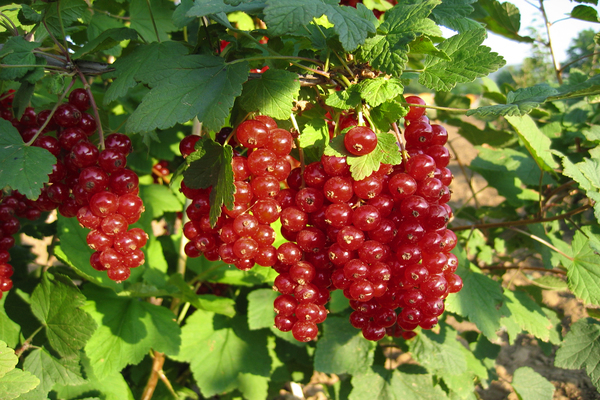 Rote Johannisbeersorten Fotobewertungen