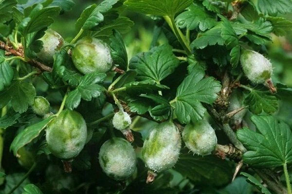 powdery mildew + on gooseberries