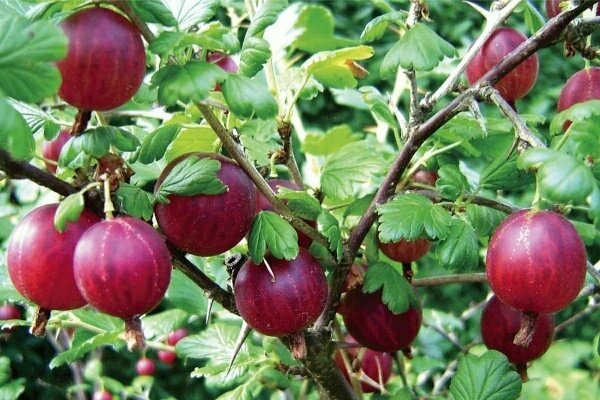 gooseberry varieties resistant to powdery mildew