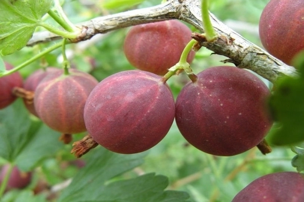 gooseberry varieties resistant to powdery mildew