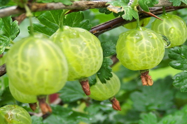 gooseberry varieties resistant to powdery mildew