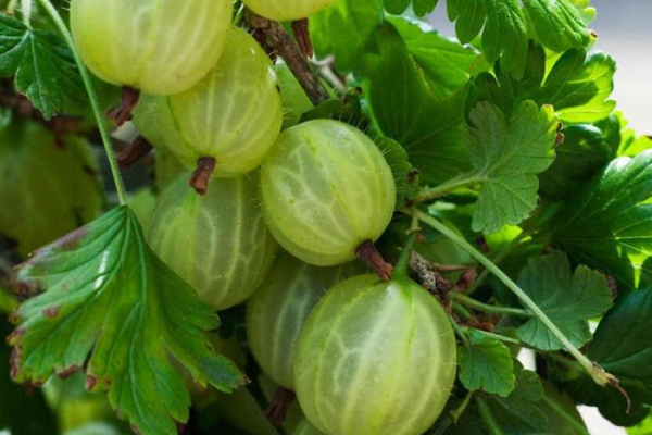 gooseberry varieties resistant to powdery mildew