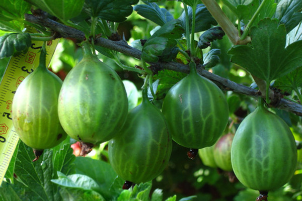 gooseberry varieties resistant to powdery mildew