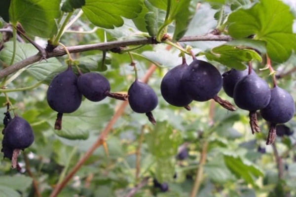 gooseberry varieties resistant to powdery mildew