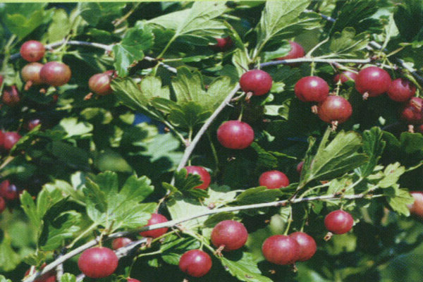 gooseberry varieties resistant to powdery mildew