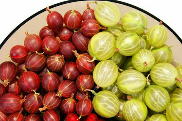 mga varieties ng gooseberry na lumalaban sa pulbos amag