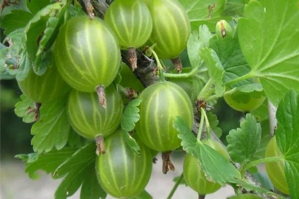 Frost-resistant gooseberry: description, varieties