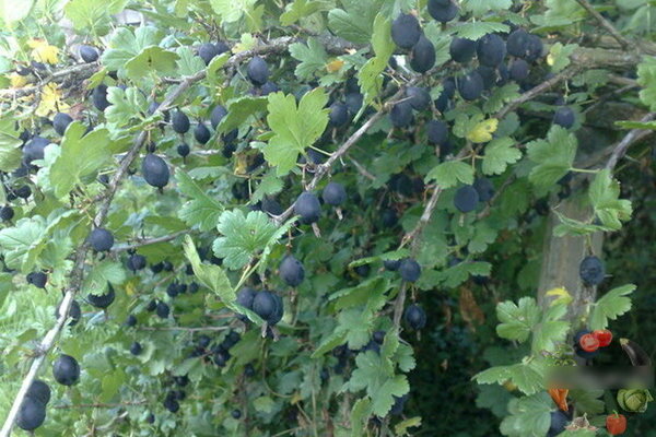 The best varieties of gooseberries without thorns