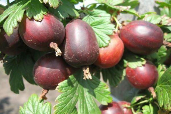 Frühe Stachelbeersorten: Foto, Beschreibung