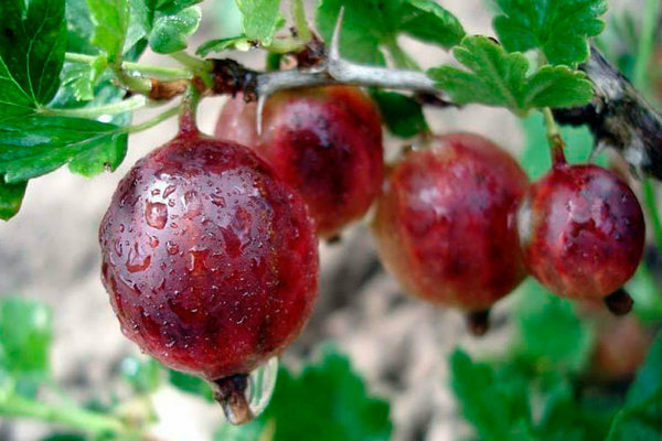 Late-ripening gooseberry varieties photo, description