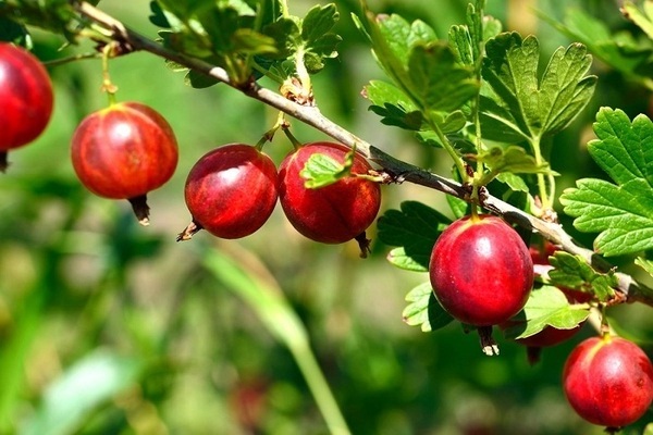 Large varieties of gooseberries: photo, description