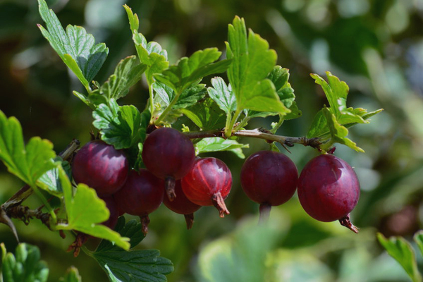 Frost-resistant gooseberry varieties: photo, description