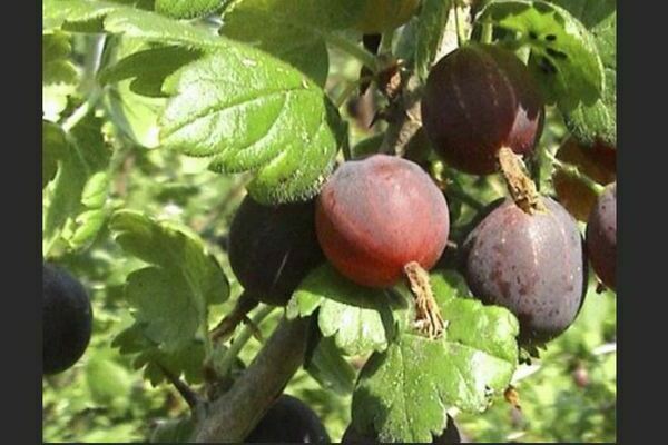 Large-fruited gooseberry varieties: photo, description