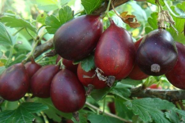 Large-fruited gooseberry varieties: photo, description