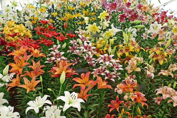 Lily varieties with names, photos. Large list with descriptions