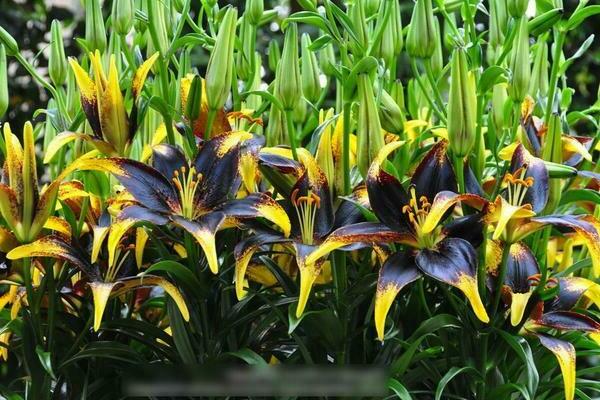 Asian varieties of lilies with names